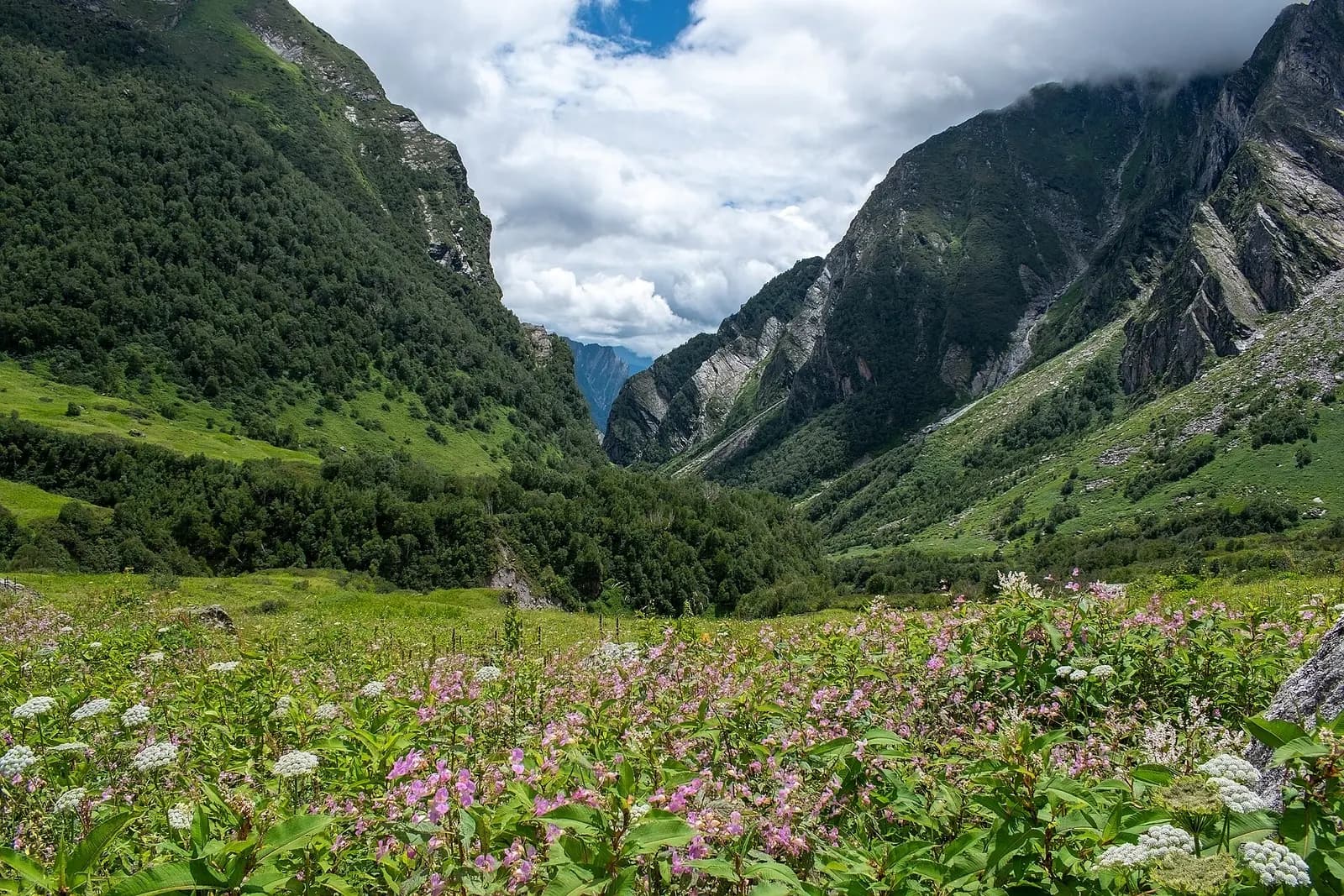Alpine meadows in bloom in the Valley of Flowers with mist on the peaks above