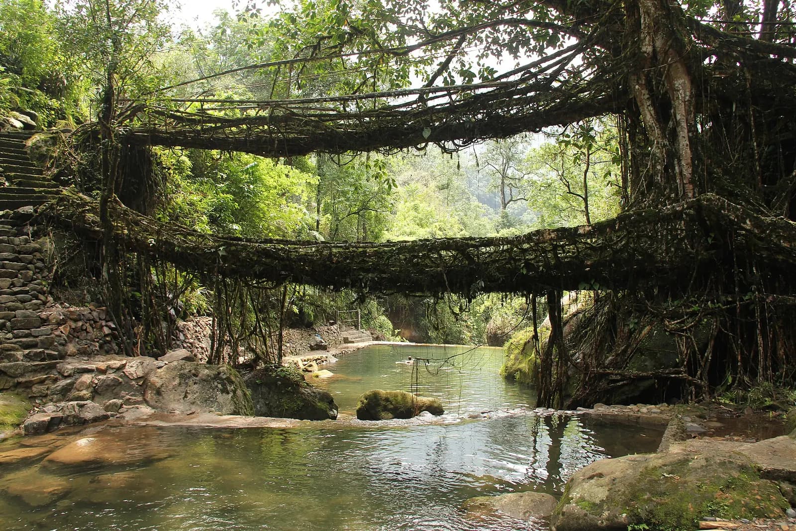A living root bridge of woven ficus roots crossing a stream near Nongriat in Meghalaya