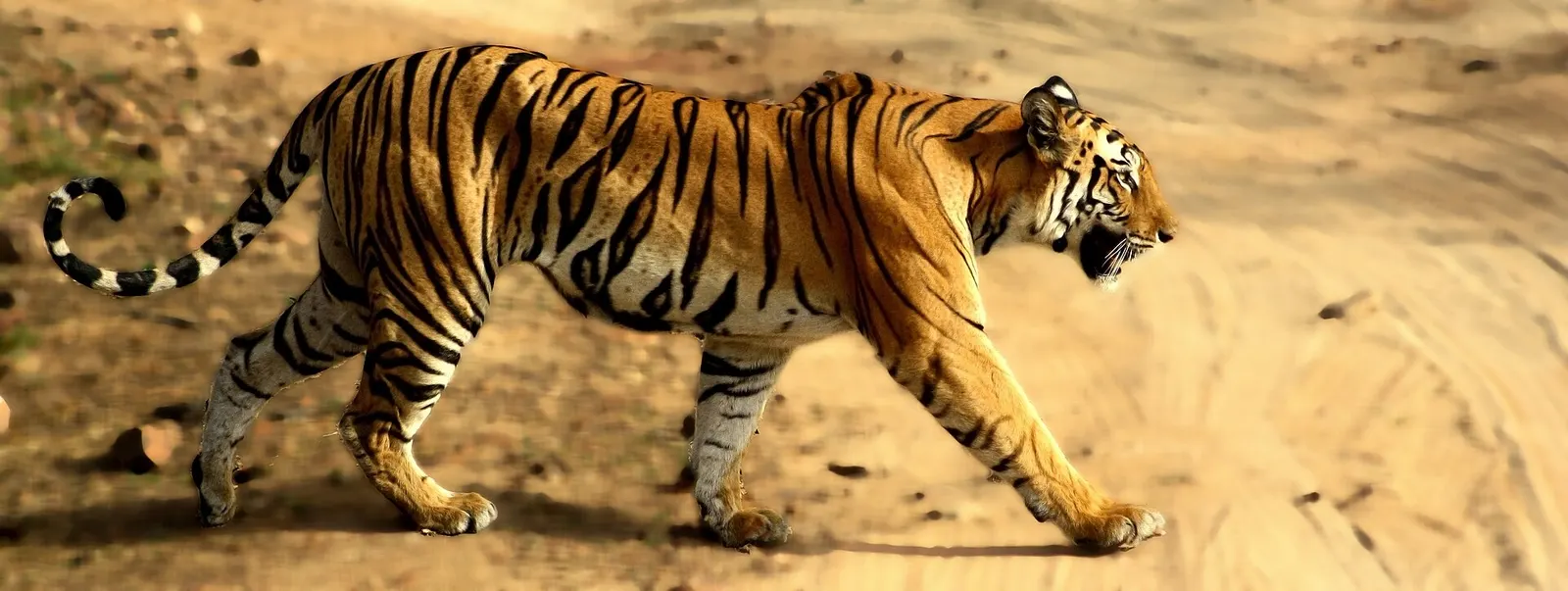 A Bengal tiger walking a forest track in the sal woodland of a central Indian tiger reserve